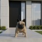 "Gaston" Statue bouledogue Français géant paramétrique