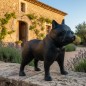 "Gaston" Statue bouledogue Français géant paramétrique